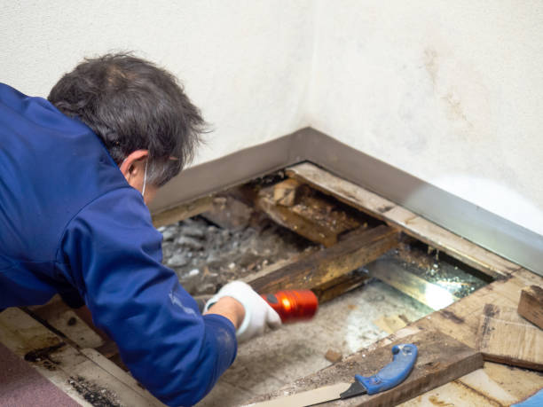 Best HVAC Mold Remediation in USA